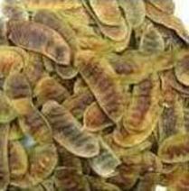 Senna Pods