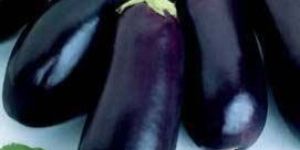 Fresh Brinjal