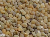 Cluster Bean Seeds