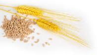 Durum Wheat
