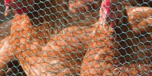 Chicken Wire Mesh