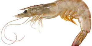 Vannamei Prawns