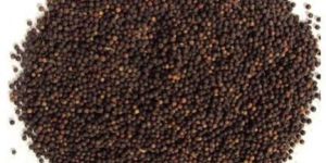 Baibrang(Embelia Ribes)
