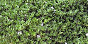 Brahmi