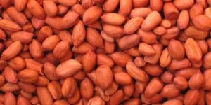 Groundnut Seeds