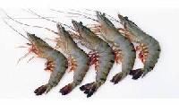 Black Tiger Prawns