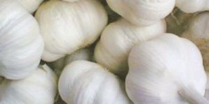 White Garlic
