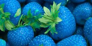 Patent Blue V Food Colour