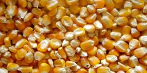 Maize