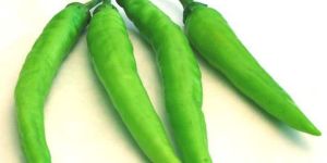 Fresh Green Chilli