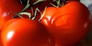 Tomato