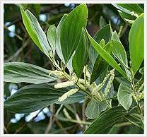 tissue Culture Acacia_Mangium (On Demand)