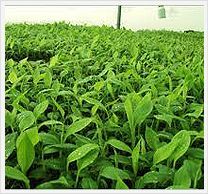 Tissue Culture : Banana