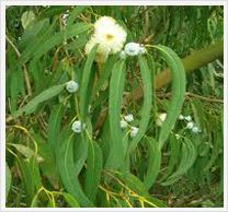 tissue Culture : Eucalyptus (On Demand)