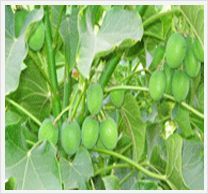 Tissue Culture : Jatropha (On Demand)