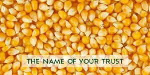 Yellow Maize