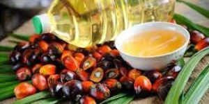 Rbd Palm Oil