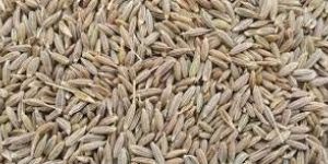 White Cumin Seed