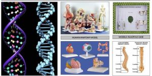 Biological Lab Models