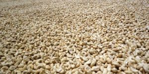 Cashew Nuts