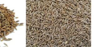 Cumin Seeds