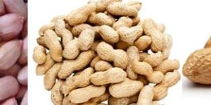 Peanut Kernels