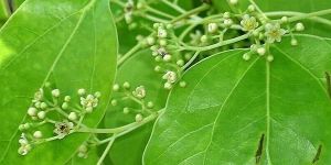 Camphor Oil