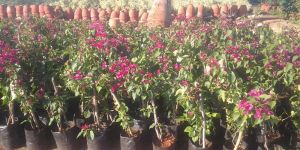 Bougainvillea Plants