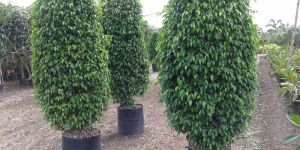 Ficus Benjamina Plants