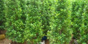 Ficus Panda Plants