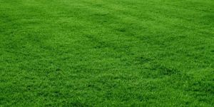 Lawn Grass