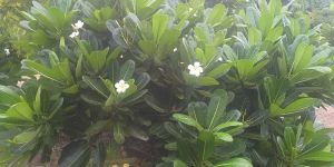 Plumeria Plants