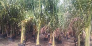 Royal Palm Plants
