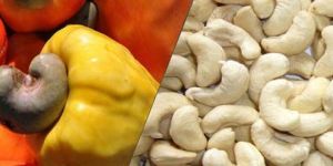 Cashew Nuts