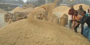 Rice Bran