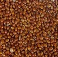 Red Millet