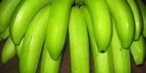 Cavendish Banana