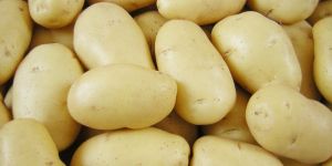 Fresh Potato