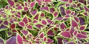 Coleus Forskohlii  Extract (forskolin 10%-98% )