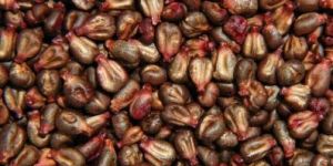 Grape Seed Extract