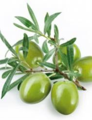 Olive Leaf Extract