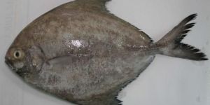 Black Pomfret Fish