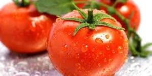 Fresh Tomato