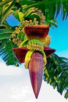 Fresh Banana Flower