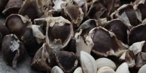 Moringa Seeds
