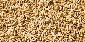 Rice Grain