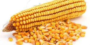 Yellow Maize