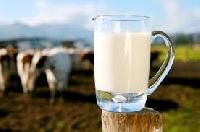 Raw Cow Milk