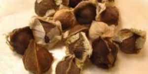 Moringa Seeds
