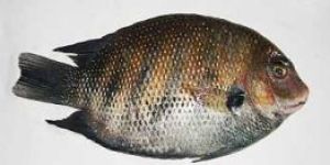 Frozen Karimeen Fish